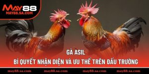 Gà Asil -  Bí Quyết Nhận Diện Và Ưu Thế Trên Đấu Trường