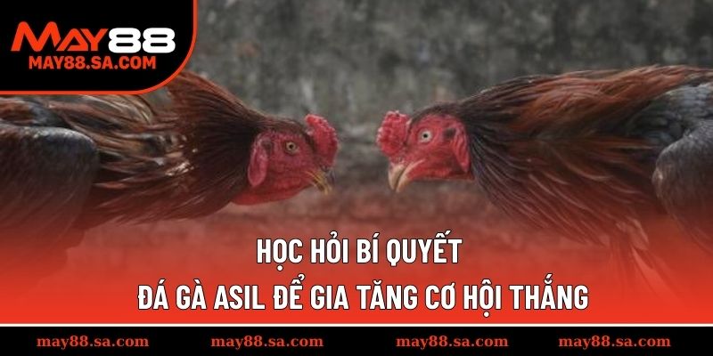 Học hỏi bí quyết đá gà Asil để gia tăng cơ hội thắng