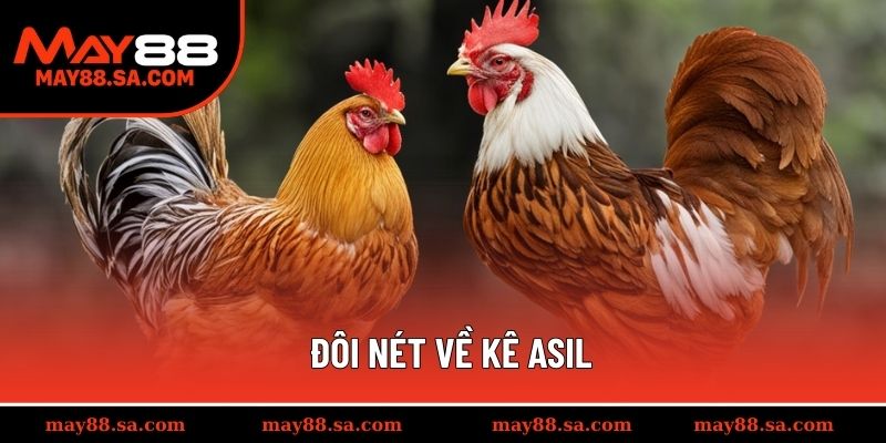 Đôi nét về kê Asil