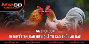 Gà Chọi Đòn - Bí Quyết Thi Đấu Hiệu Quả Từ Cao Thủ Lâu Năm