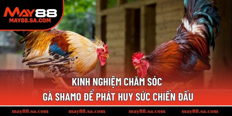 Kinh nghiệm chăm sóc gà Shamo để phát huy sức chiến đấu