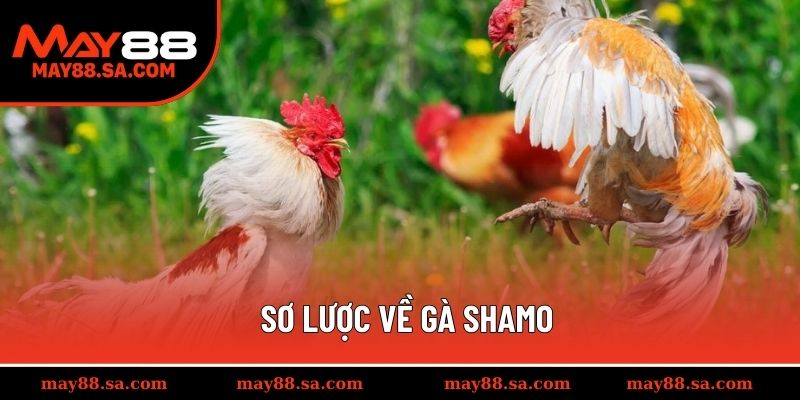 Sơ lược về gà Shamo